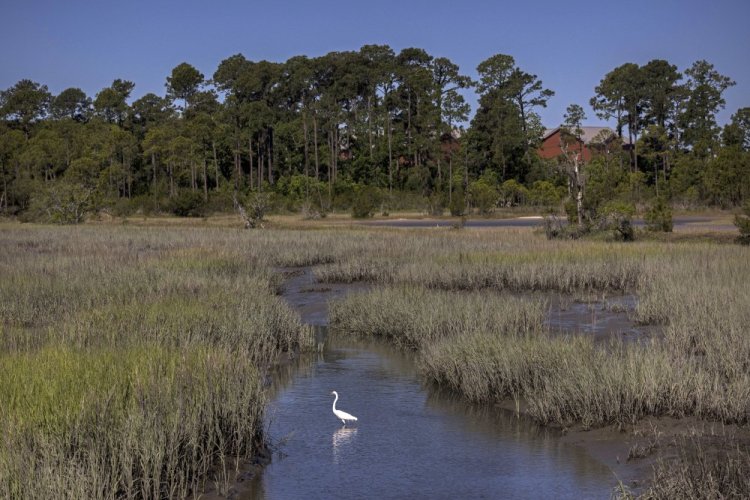 A snowy egret forages in a salt marsh on May 11 on Parris Island, S.C. 

