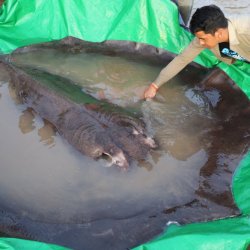 Cambodia Giant Stingray