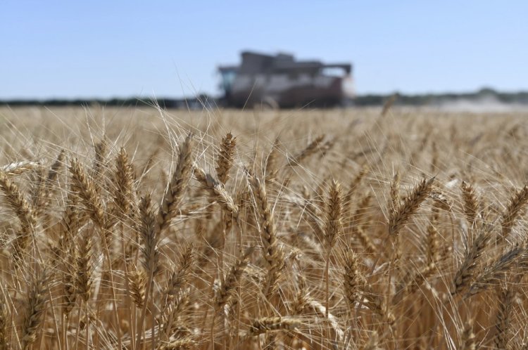 A harvester collects wheat near Semikarakorsk, Russia, early last month. The country is the world's biggest exporter of the grain.