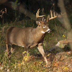 Forever Chemicals Hunting