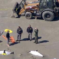 Eight Dolphins Stranded