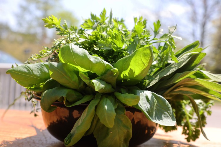 BRUNSWICK, ME - MAY 11: A bowl of herbs Ñ flat parsley, curly parsley, thyme, sage and chives Ñ purchased from Whatley Farm in Topsham and Six River Farms in Bowdoinham. (Staff photo by Ben McCanna/Staff Photographer)