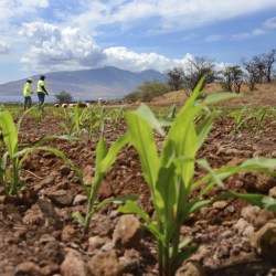 Monsanto Pesticide Crimes